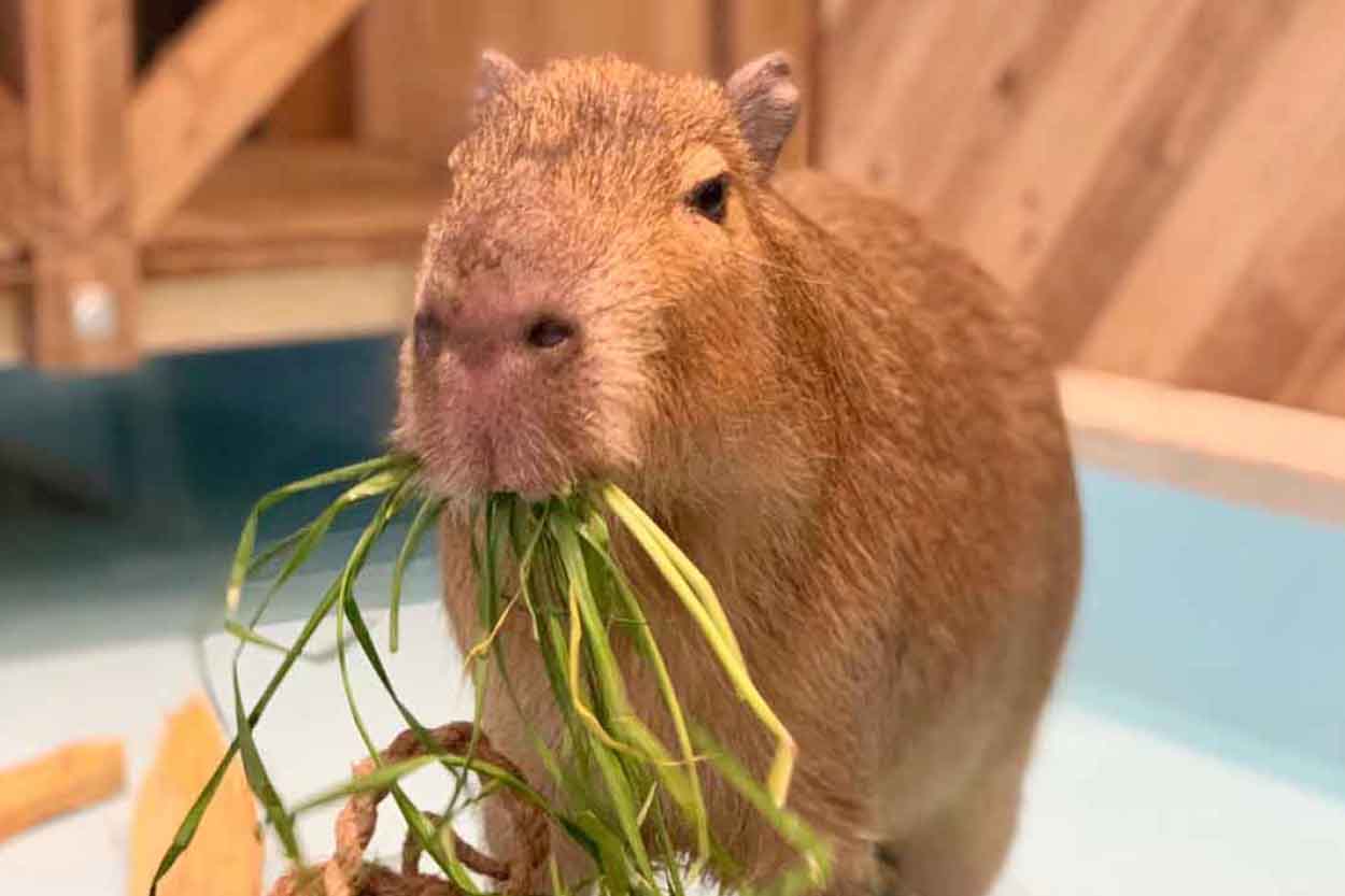 公式 動物たちが暮らす森のカフェ アニミル 大阪 ふれあい体験