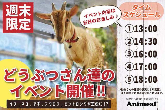 公式 動物たちが暮らす森のカフェ アニミル 大阪のアニマルカフェ