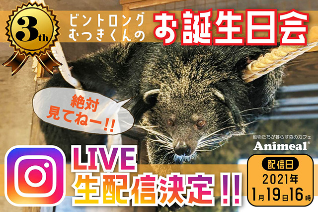公式 動物たちが暮らす森のカフェ アニミル 大阪 ふれあい体験