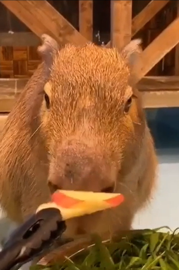 公式 動物たちが暮らす森 アニミル 都市型ふれあい動物園